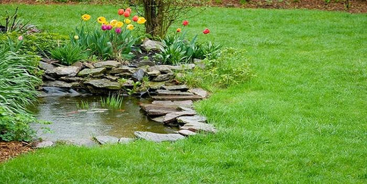 Question and Answers: Eco-friendly and Safe Products to Use in Your Pond
