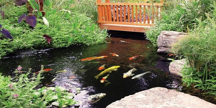 6 Large Koi Ponds Maintenance Tips | Living Water Aeration