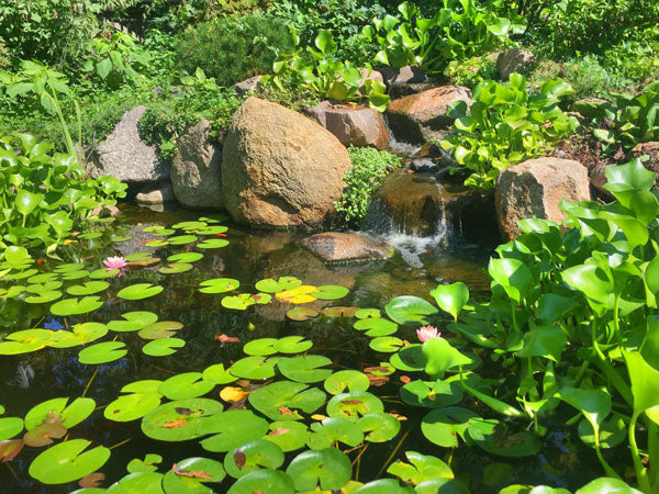 The Pros and Cons of Lily Pads in Your Pond – Living Water Aeration