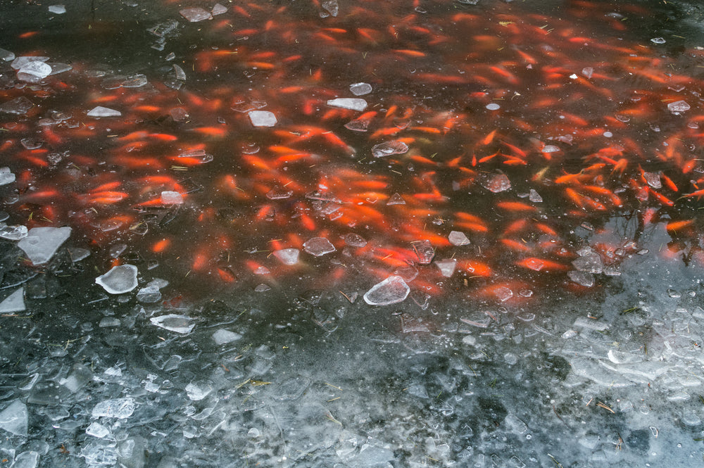 The Best Guide to Safe Your Koi Pond In Winter – Living Water Aeration