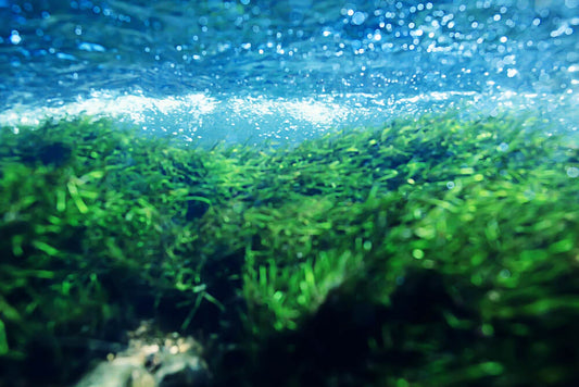 How to Remove Algae from Your Pond Without Harming Fish