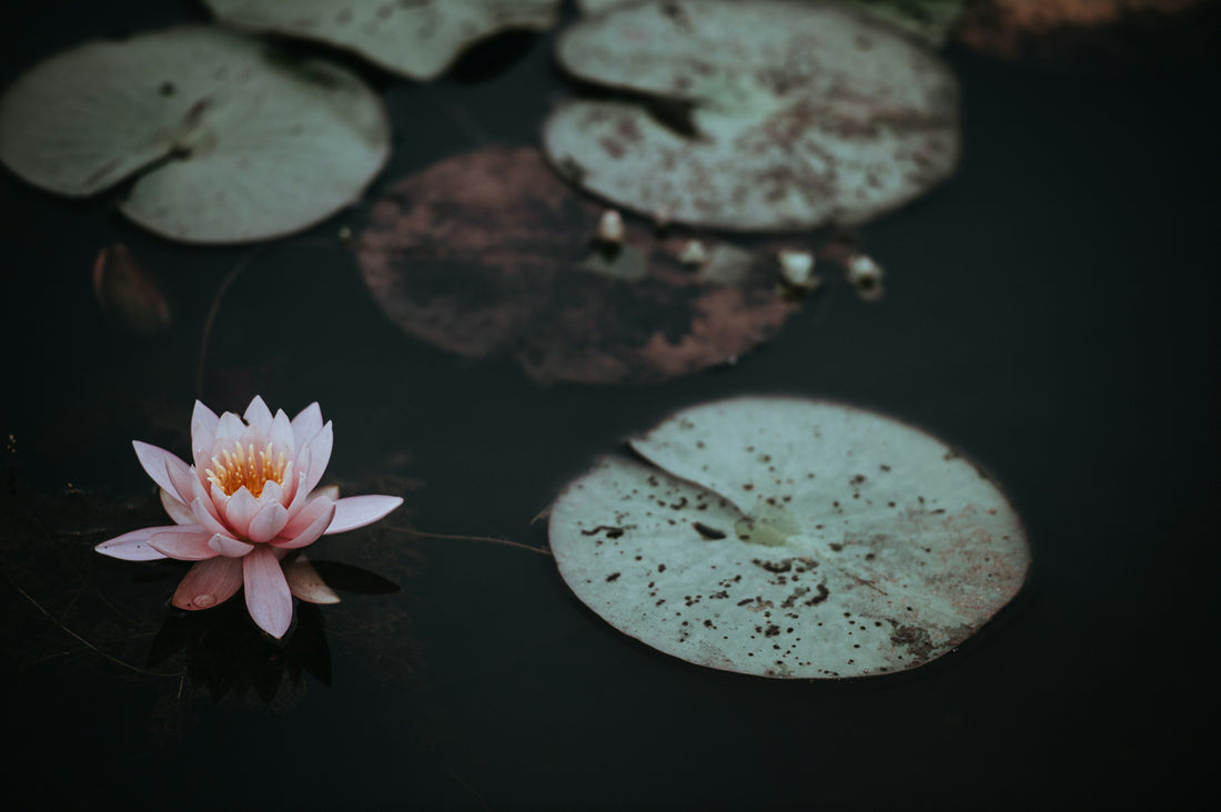 What Is a Water Clarifier and How Does It Help Your Pond?