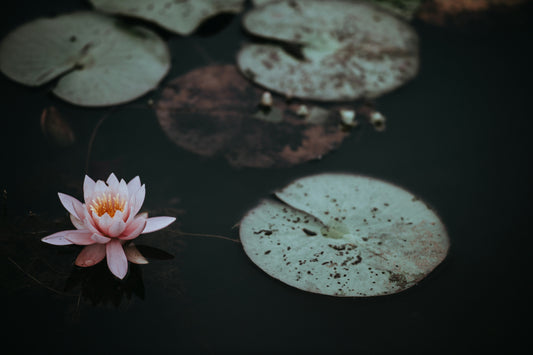 What Is a Water Clarifier and How Does It Help Your Pond?