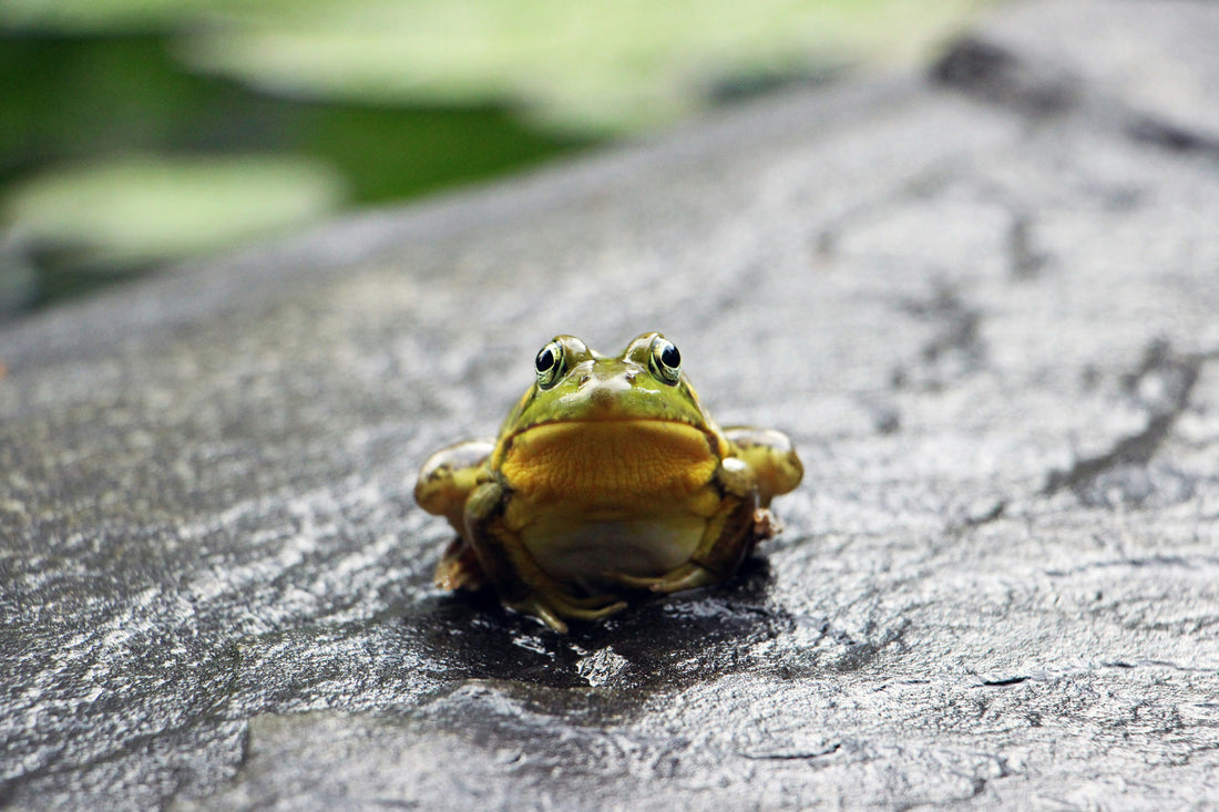 frog