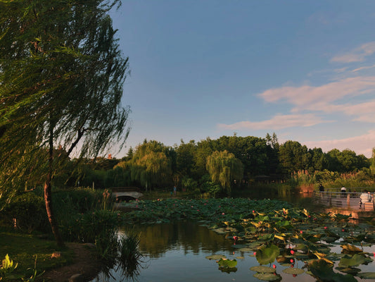 How to Grow Water Lilies Successfully in Your Backyard Pond