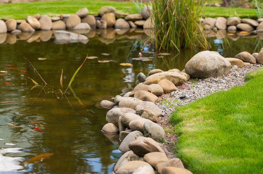 Learn about the importance of pond edging for both aesthetics and ecological balance – and tips for creating a beautiful backyard habitat.