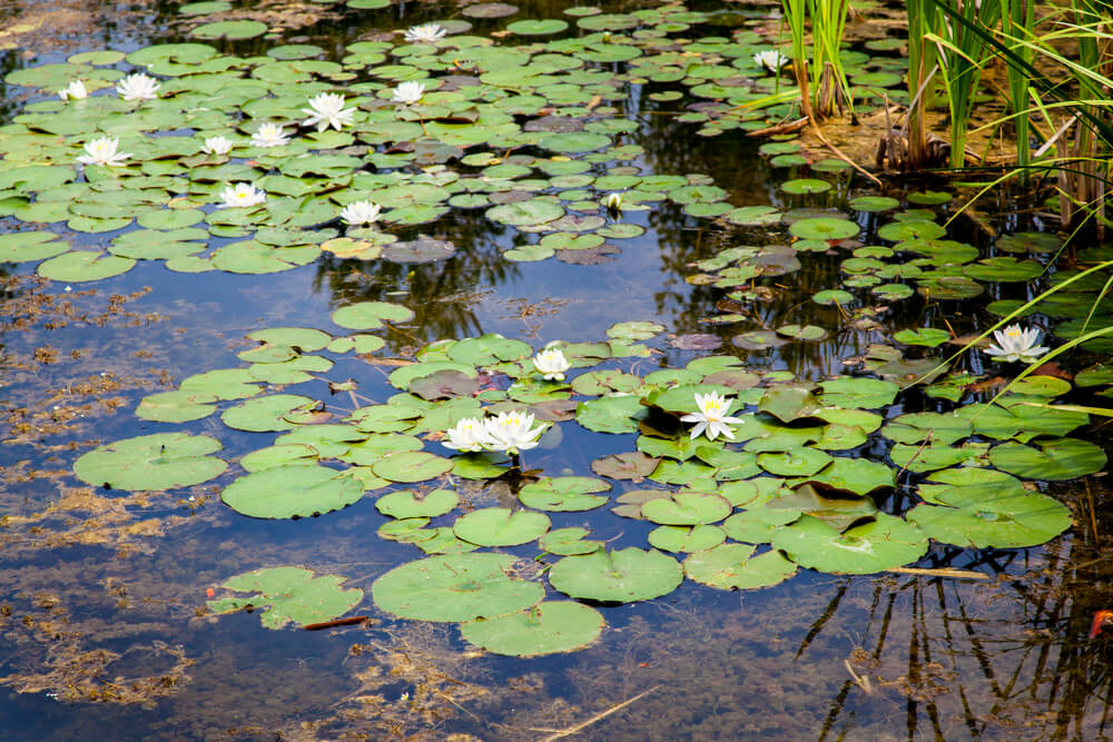 Growing and Caring For Water Lilies: The Basics | Living Water