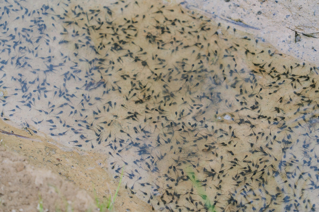 Learn how to get rid of tadpoles in your pond with these tips from Living Water Aeration. The right pond care and maintenance can keep your pond healthy.