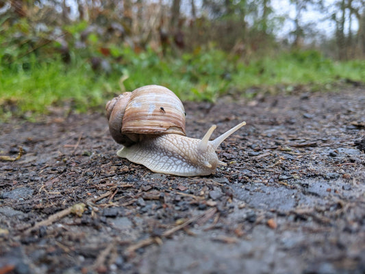 These tips will help you get rid of snails in your pond and prevent them from taking over. Learn when to seek professional help for a serious infestation.