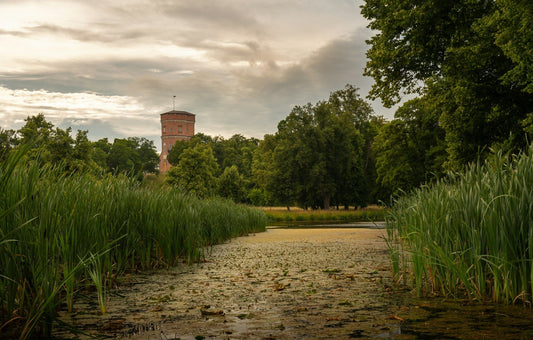 What Are Pond Weeds?