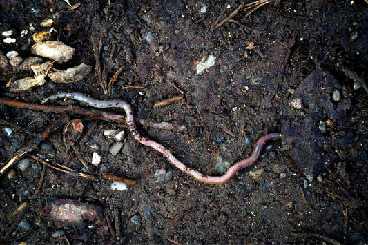 Learn what pond worms are, why they are beneficial for your pond, and how to manage their populations to maintain a healthy ecosystem.