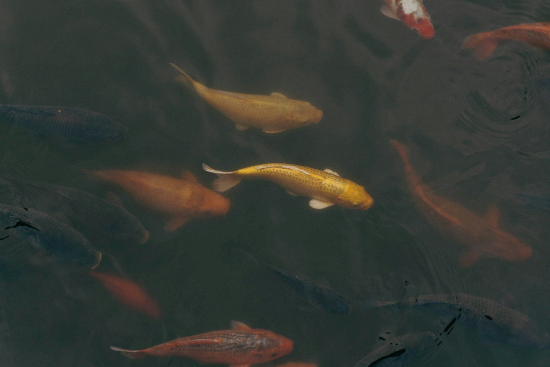Goldfish Feeding in Pond