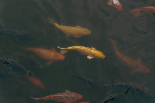 Goldfish Feeding in Pond