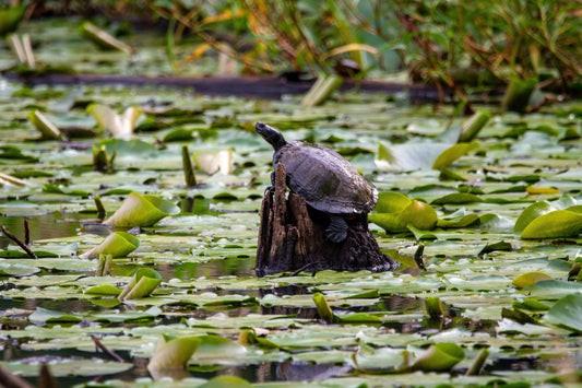 Turtle Feeding in Pond