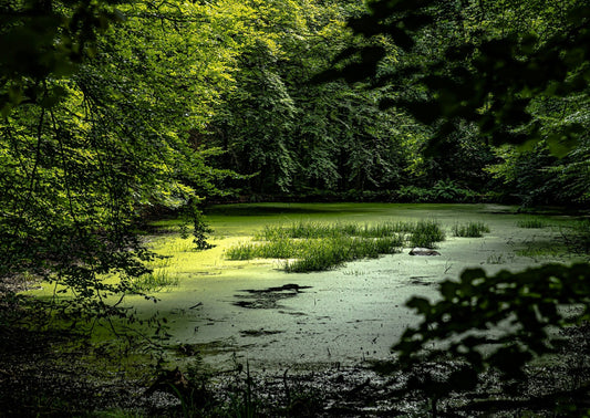 The Ultimate Guide to Controlling Algae in Your Koi Pond