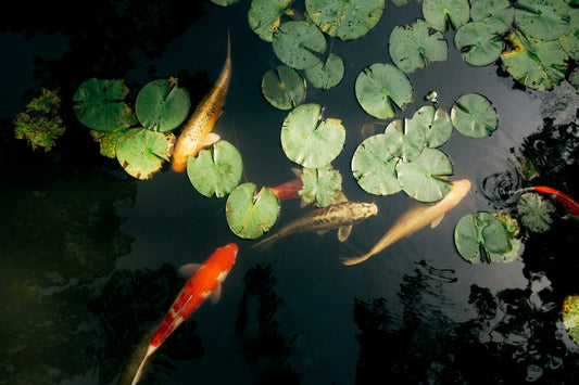 Your Guide To Koi Pond Plants