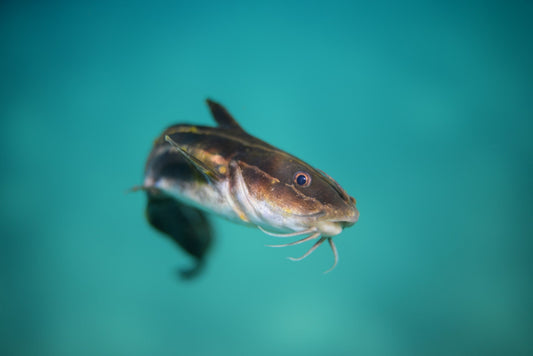 Everything You Need To Know About Catfish Feeding In Pond Environments