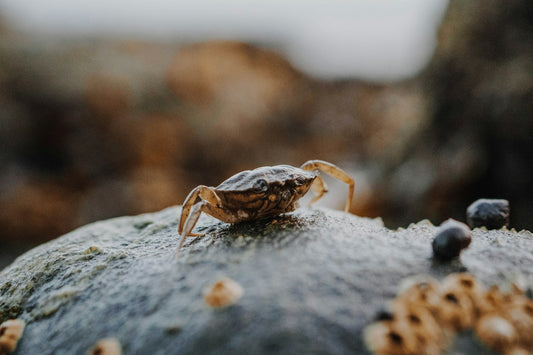 Crayfish Feeding in Ponds