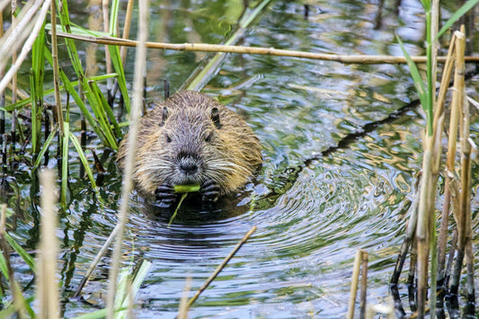 Getting Rid of Beavers From Your Pond Safely and Effectively