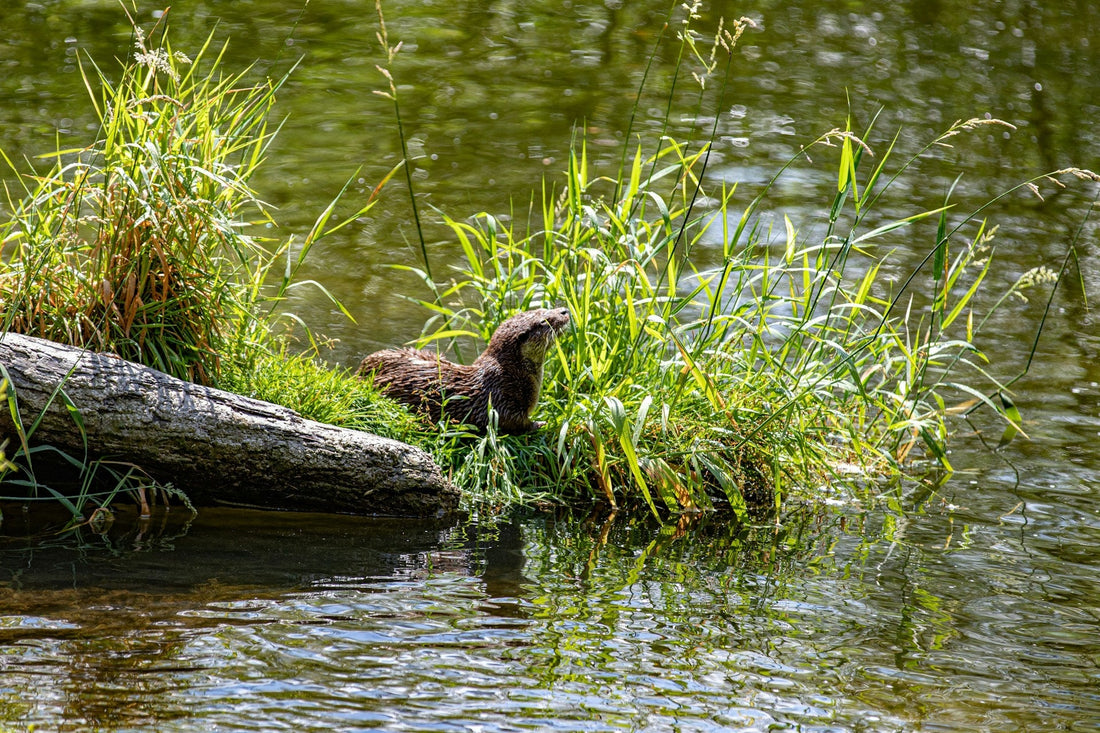 How To Get Rid of Otters in Your Pond