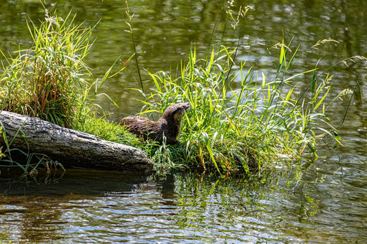 How To Get Rid of Otters in Your Pond