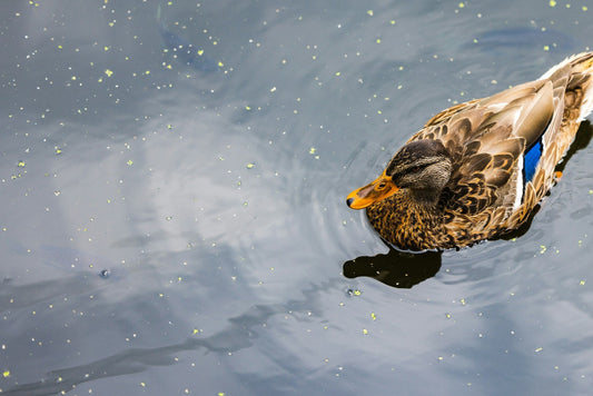 Responsibly Feeding Ducks in Your Pond