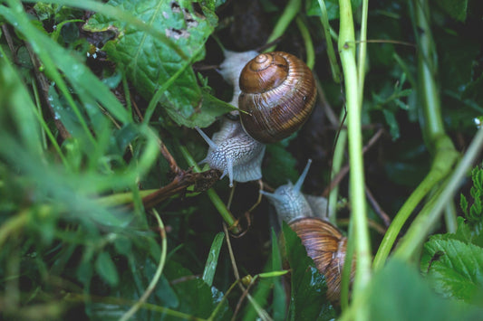 Snail Feeding in Pond - What Are They, And Should You Add Them To Your Pond?