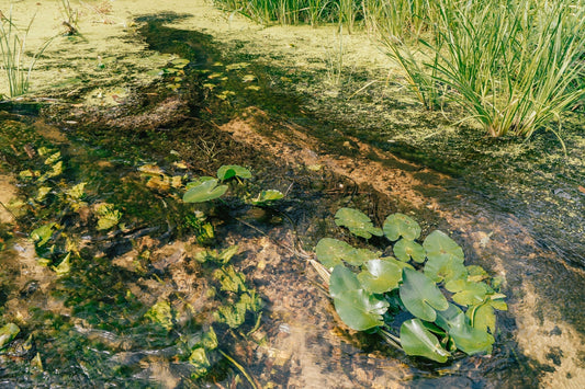 How to Effectively Control and Remove Hydrilla from Your Pond