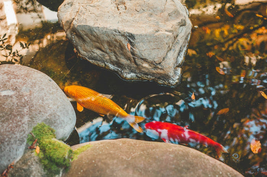 How to Build a Stunning Koi Pond Oasis in Your Own Backyard