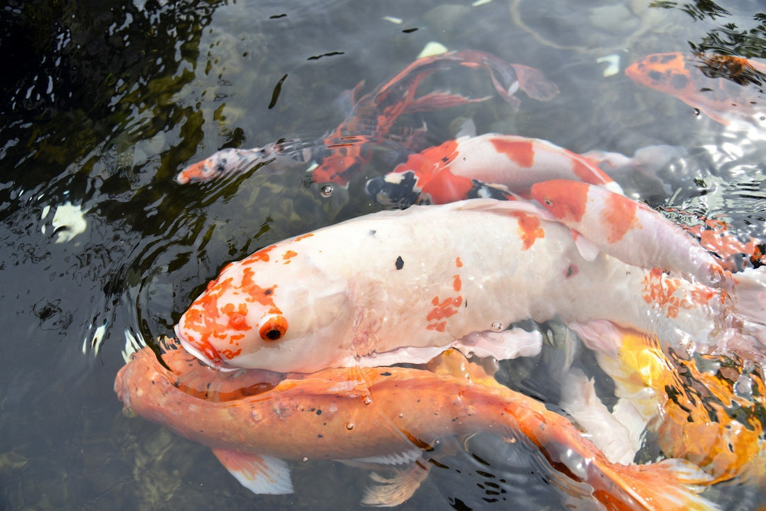 What's the Real Cost of Building a Backyard Koi Pond?