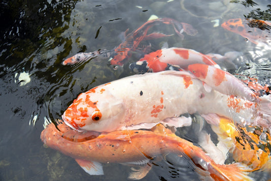What's the Real Cost of Building a Backyard Koi Pond?