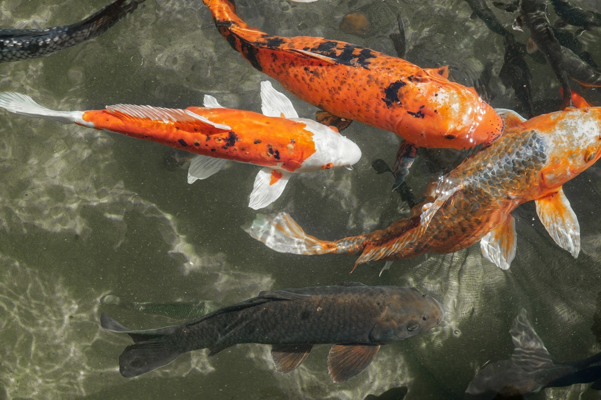 Koi Fishes koi-fishes