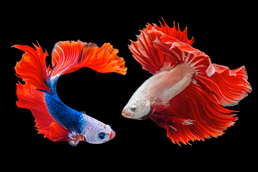 How Long Do Koi Fish Live? Tips to Extend Their Lifespan