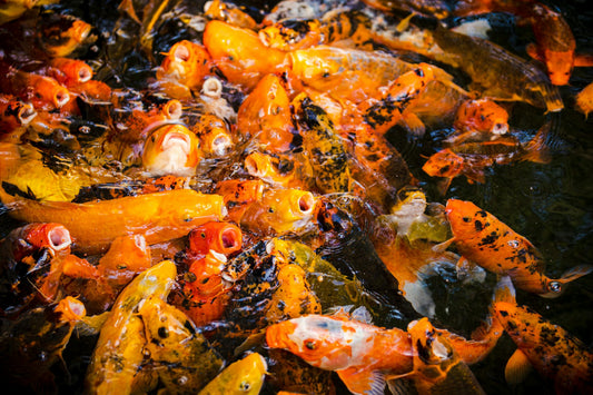 Best Pond Fish Feeders: Automatic Feeding Solutions for Your Pond