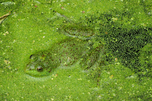 frog on algae