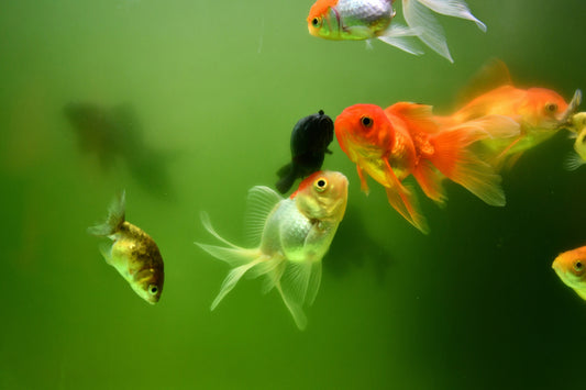 goldfish