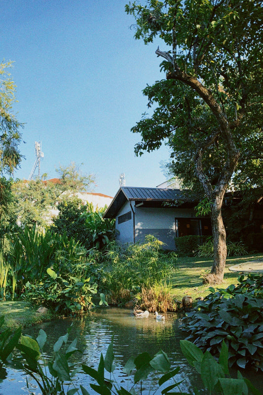 Must-Have Pond Accessories for a Thriving Aquatic Garden
