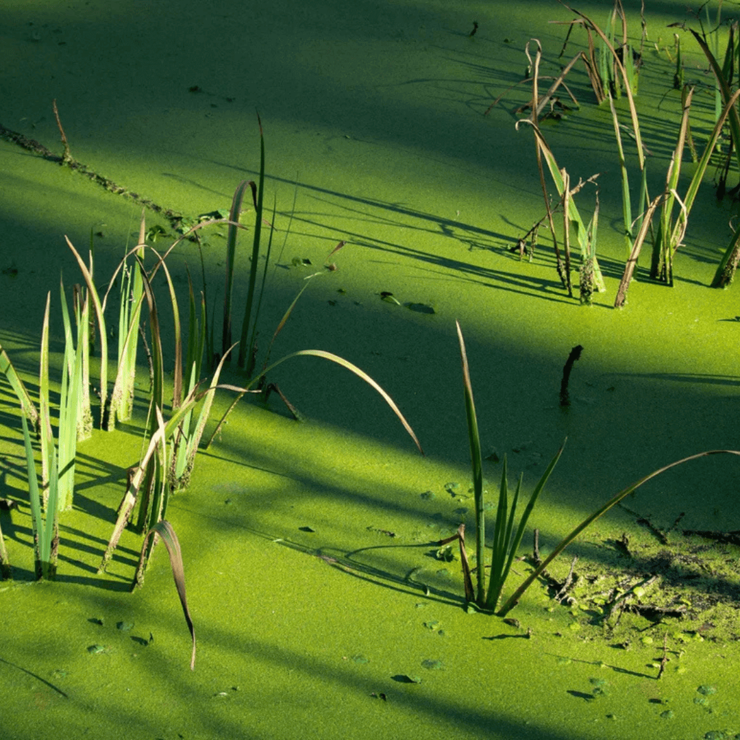pond sludge remover bacteria packs reducing green algae sludge in pond water garden surface