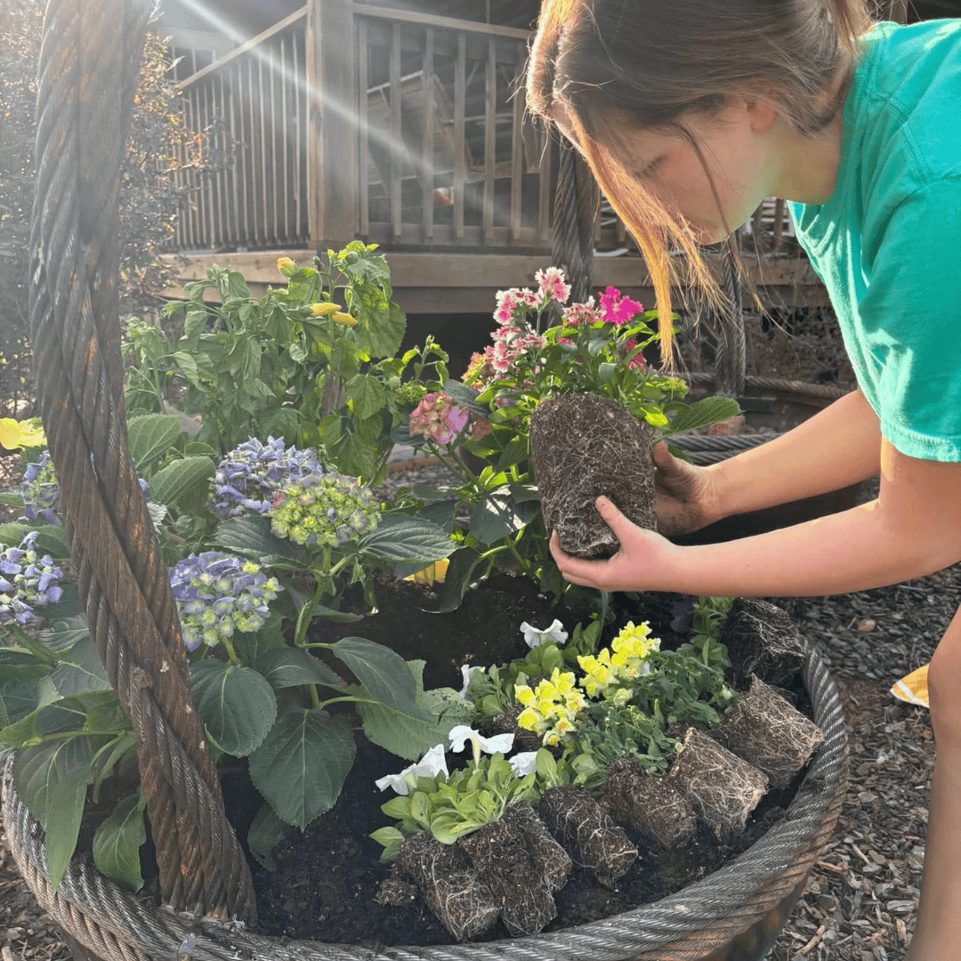 41 inch carbon steel garden basket filled with colorful flowers as a gardener plants seedlings in an outdoor patio garden display