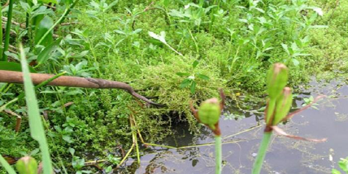 Deciphering Weed Species in Your Pond and Eliminating Their Presence