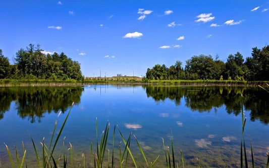 Pond Water Management