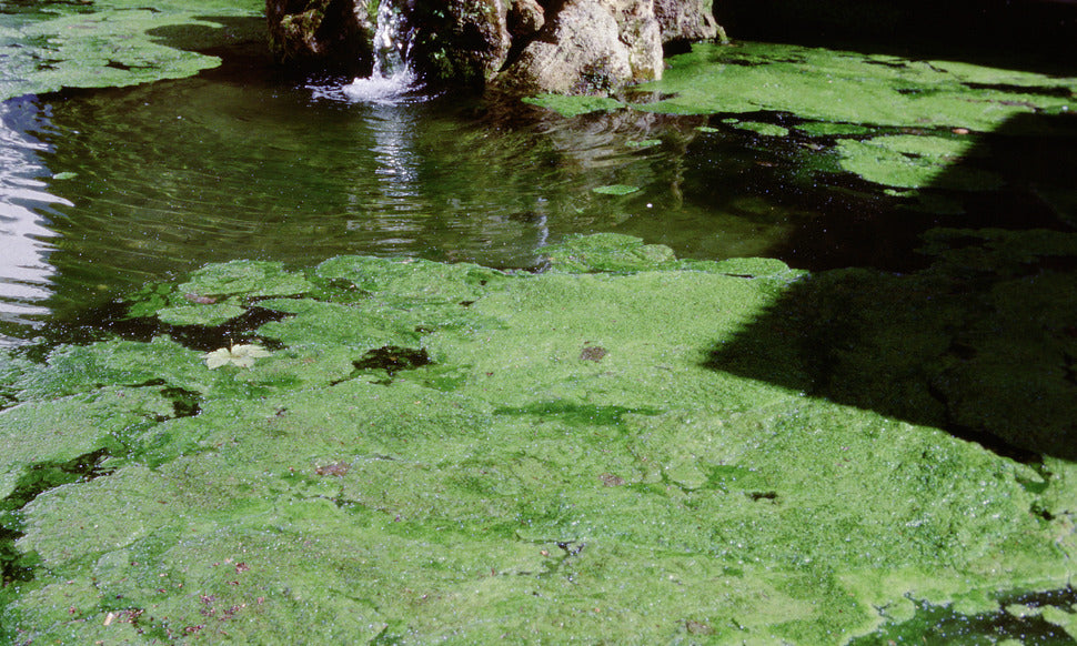 Things to Know About Pond Algae