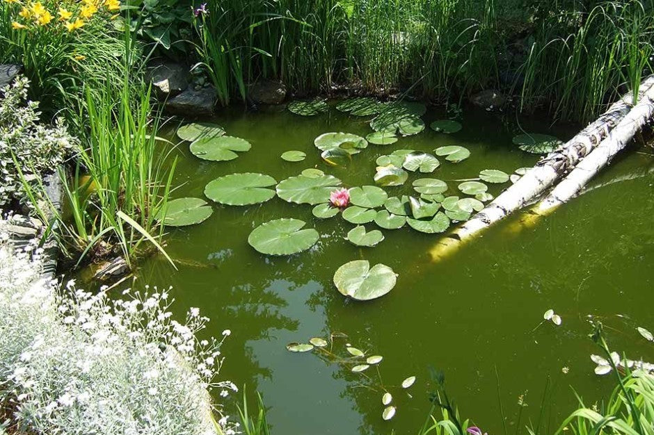Choosing the Right Livestock for Your Farm Pond