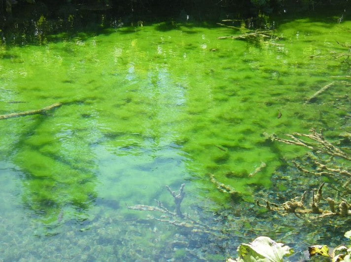 How to Stop Algae farm Taking Over Your Pond