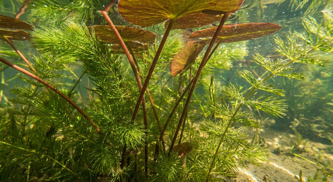 Pond weed identification and removal guide