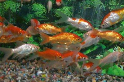Golden Facts about Goldfish