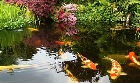 Livestock for Your Pond