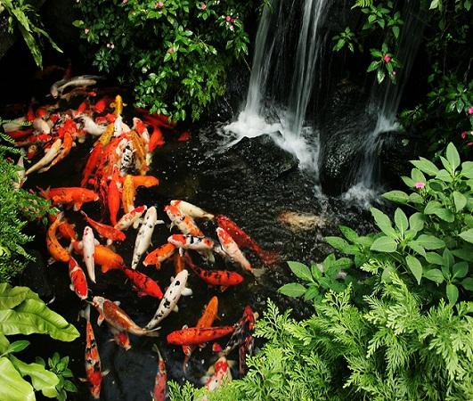 Enhance Your Pond with Stunning Ornamentation