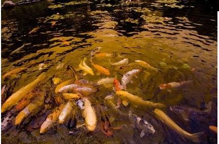 Questions about Fish Kills