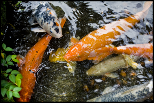 Tips for Building a Beautiful Koi Pond